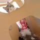 thumbnail image 3 of Bikini para gatos Txmfgh: ropa cómoda y artesanal para crear recuerdos fotográficos divertidos de verano, perfecta para uso diario, vacaciones, regalos y socialización., 3 of 8