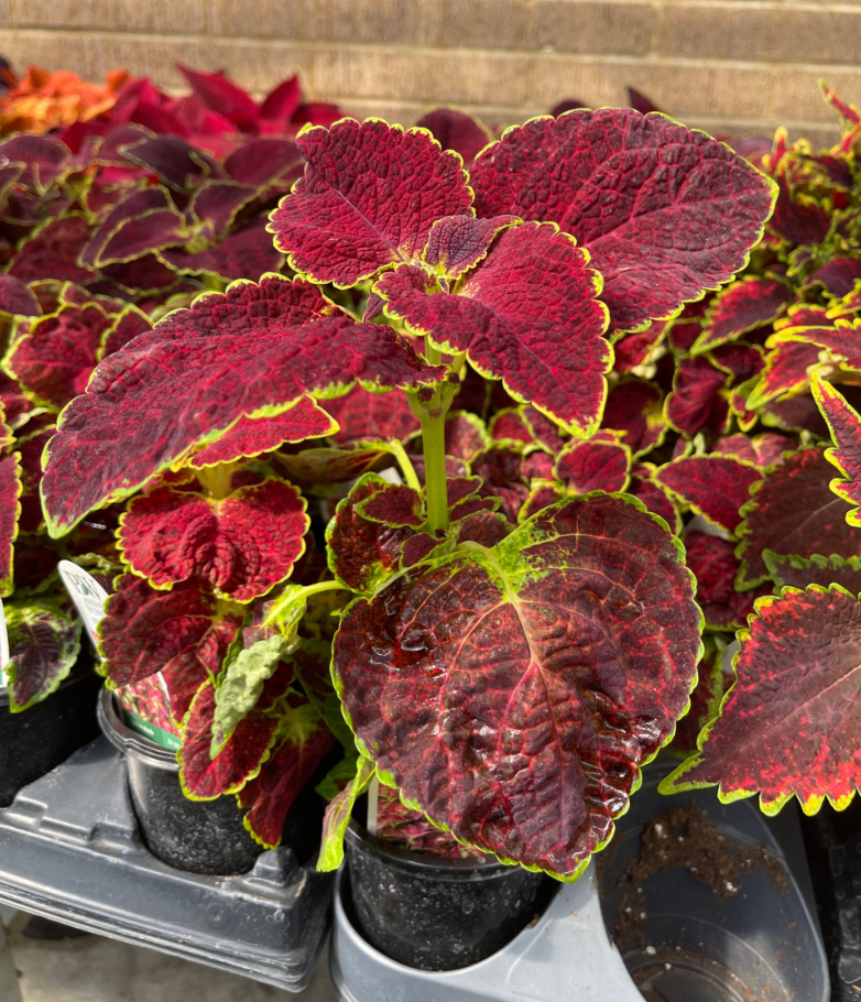 Pack of 3 Dipt In Wine Coleus Live Starter Plant for Planting, Vibrant Magenta Dark Red Foliage, 4-8 Inch Tall, No Ship Pot