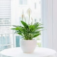 thumbnail image 3 of American Plant Exchange Live Flowering Plant Spathiphyllium Peace Lily, 4 Pack of 4-Inch Pots, Stylish Pot Cover Included, 3 of 5