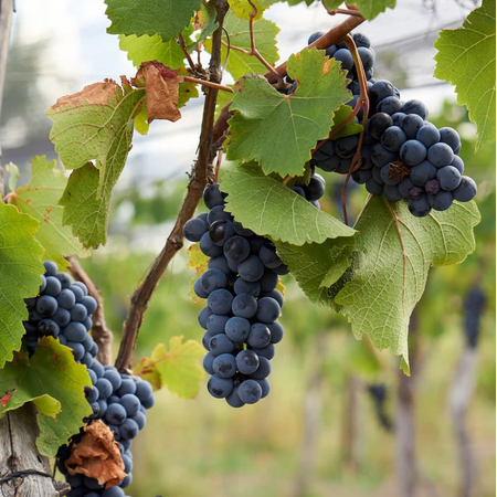 Set of 3 Northern Wild Grapevines, Live Climbing Vine Plants 1–2 Ft Tall, Blue to Black Fruit Vines for Outdoor Growing