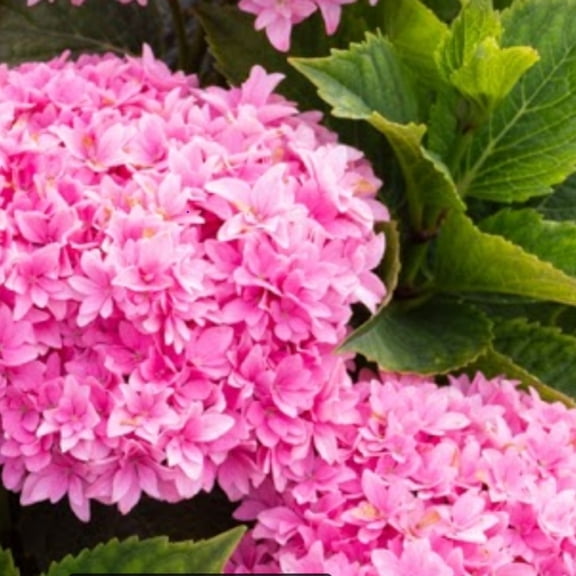 Jumbo Pint Starfield Bigleaf Hydrangea (Macrophylla) Live Shrub, Pink Flowers