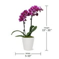thumbnail image 3 of Just Add Ice 15-20" Purple Petite Orchid Live Plant in 3" White Ceramic Pot, House Plant, 3 of 3