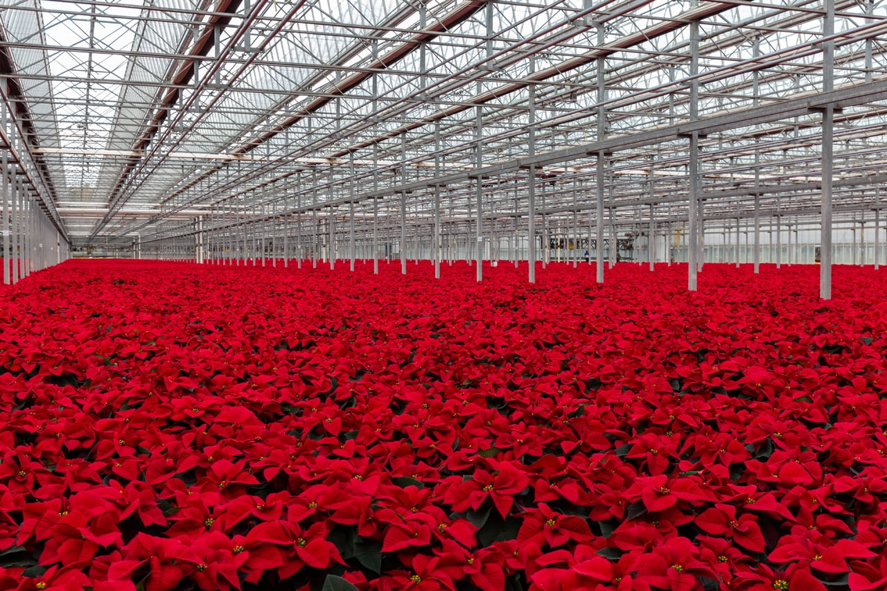 Holiday Time 3.5QT Red Poinsettia Live Houseplant Green Foil Cover Indirect Sunlight