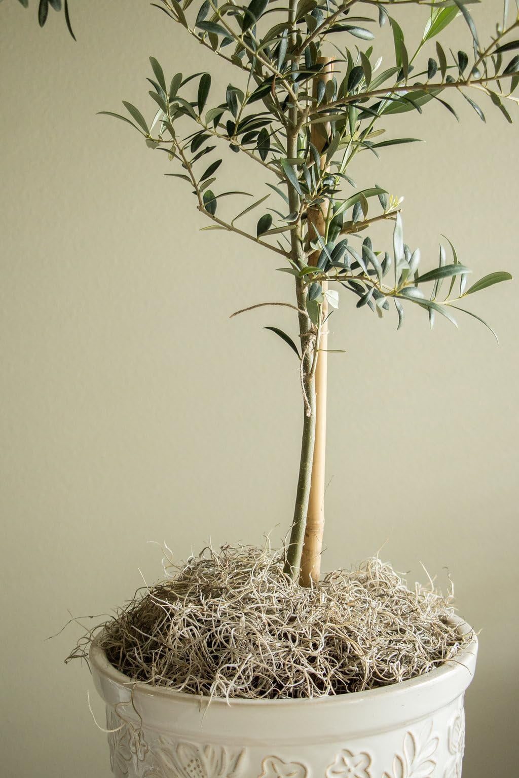 Quality Growers - Mr. Big Fresh Spanish Moss (The Plumper Spanish Moss) - Crafts, Home Decor, Art, Design & DIY Projects - Non-Toxic - Made in USA - Natural, Box