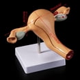 thumbnail image 2 of 2X Modelo Anatómico del Órgano Reproductivo Femenino Útero Vagina Matriz Femenina Modelo de Anatomía Herramientas de Enseñanza, 2 of 5