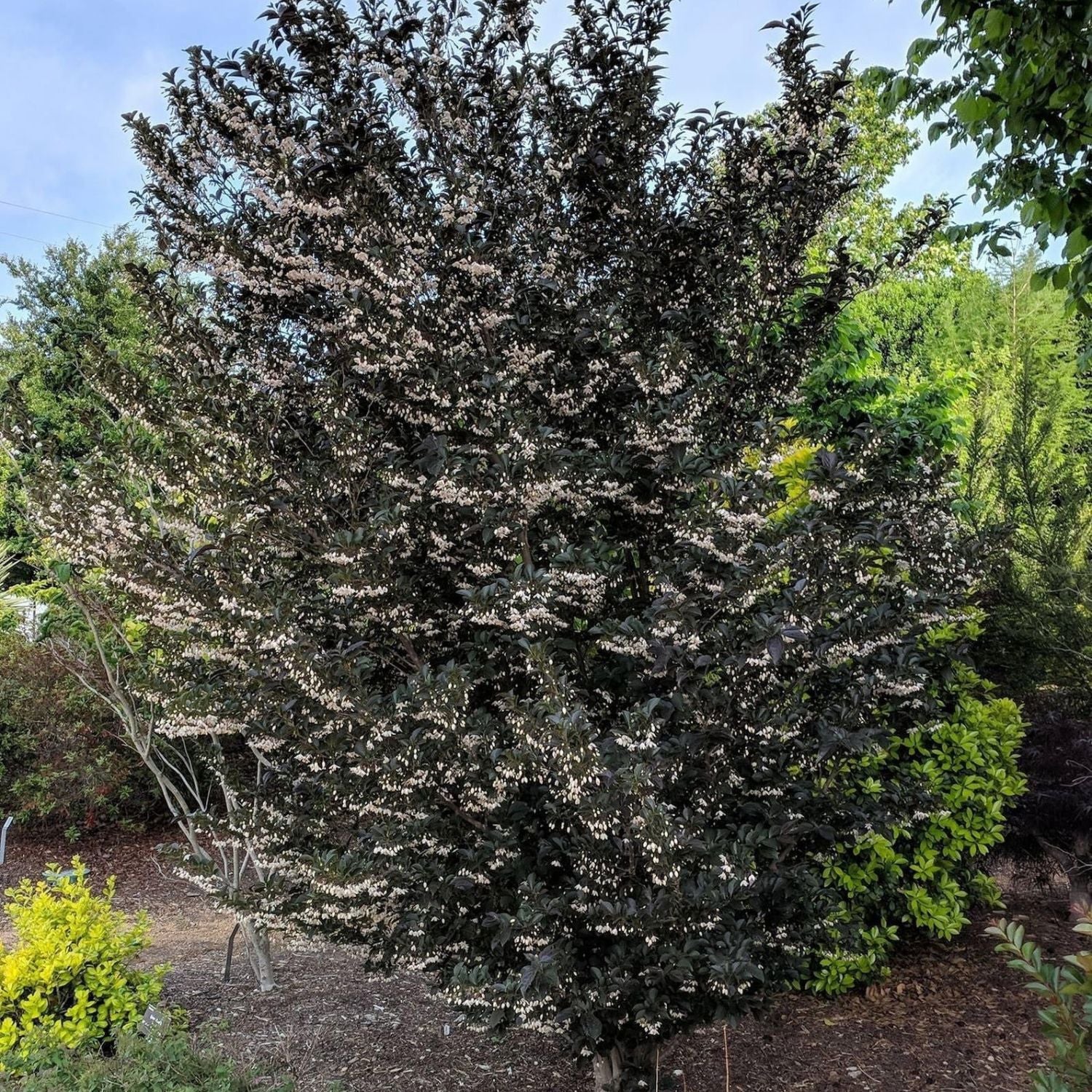 Expert Gardener 3-4' Snowbell Evening Light Live Tree in 1 gal. Grower Pot
