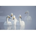 thumbnail image 2 of Goff, Ellen 24x17 Gold Ornate Wood Framed with Double Matting Museum Art Print Titled - Japan-Hokkaido A group of whooper swans float on the misty water, 2 of 4