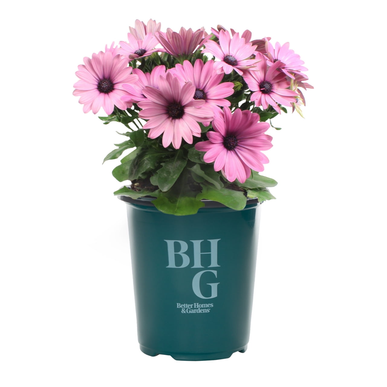 Better Homes & Gardens 1.5PT Pink Osteospermum Live Annual Plant Sun 5-Pack