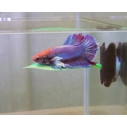 Penn-Plax Soft Silicone Lounging Green Leaf - Betta Resting Aquarium Decor - 5 x 2 x 1.50