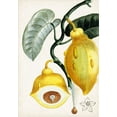 thumbnail image 2 of Turpin 24x32 Black Ornate Wood Framed with Double Matting Museum Art Print Titled - Turpin Tropical Fruit IV, 2 of 4