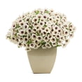 thumbnail image 5 of Proven Winners 4" White Supertunia Latte Petunia Live Plant in 4.25" Pot (4 Count), 5 of 8
