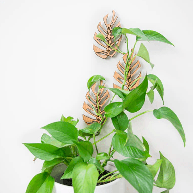 Monstrella - Wall Mounted