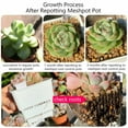 thumbnail image 6 of Meshpot Succulent Pot with Holes Cactus Lithop Pot Root Control Succulent Planter 10pack 20Pack, 6 of 8