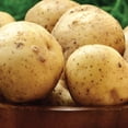 thumbnail image 5 of (2 pack) Expert Gardener Seed Potato Yukon Gold (Set of 5 Dormant Tubers) Full Sun, Yellow, Annual, 5 of 9