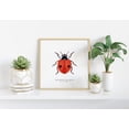 thumbnail image 2 of Vintage Ladybug Insect Poster Two Spotted Lady Beetle Natural History Aesthetic Wall Decor for Home Office 12x18 UNFRAMED, 2 of 3