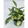 thumbnail image 5 of Variegated Hoya Exotica, Krimson Princess, Tricolor Crimson, Very Rare Limited Live Plant, in 4 inch Pot, 5 of 8