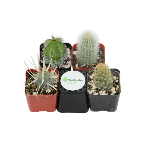 Shop Succulents Cactus Collection (Collection of 4)
