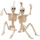 thumbnail image 1 of Decoración de Halloween JOYIN, paquete de 2 esqueletos posables de 61 cm, 1 of 8