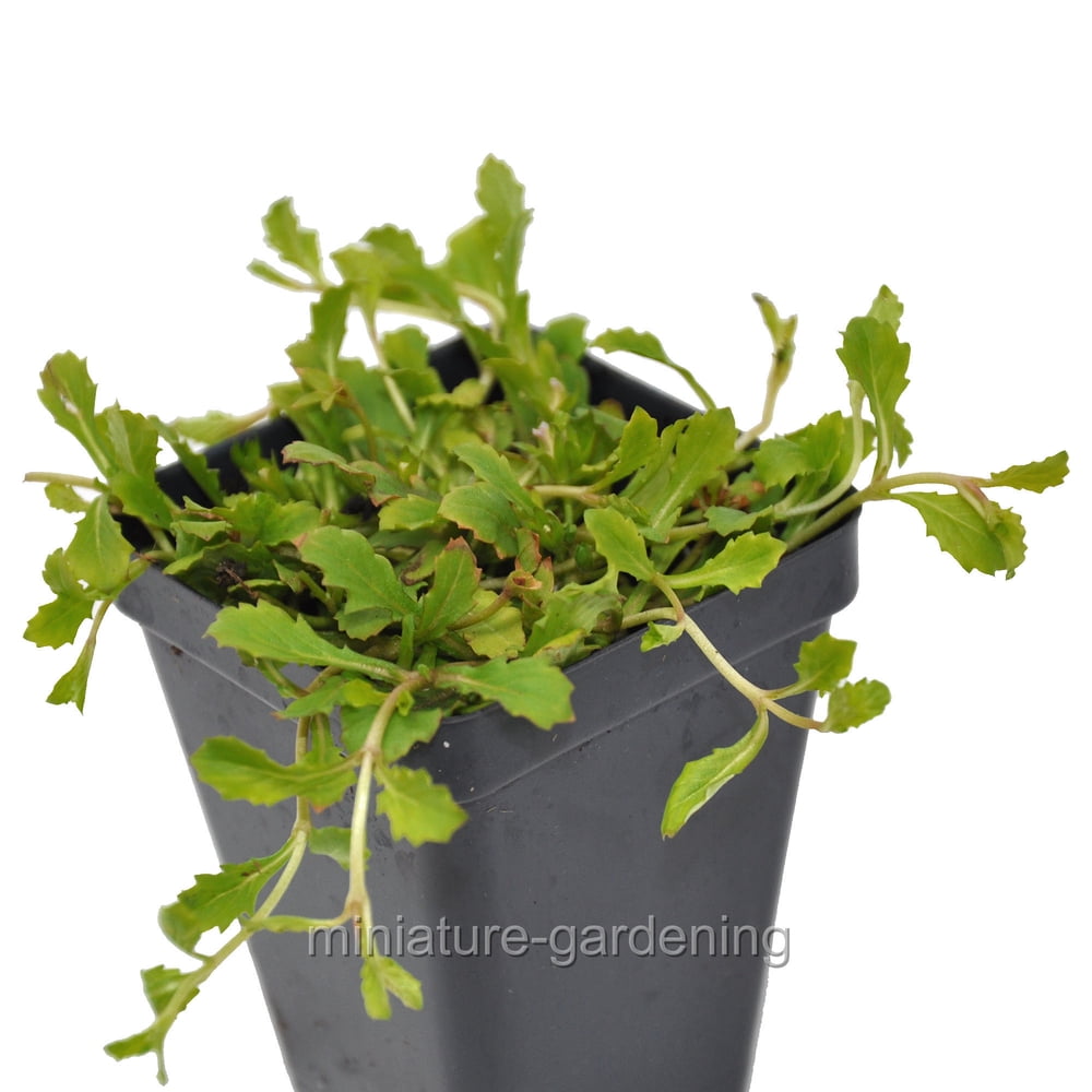 Mazus reptans, Purple, Creeping Mazus, Ground Cover