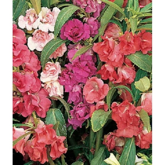 100 IMPATIENS (Balsam / Lady Slipper / Touch Me Not) Impatiens Balsamina Flower Seeds