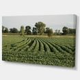 thumbnail image 2 of Wisconsin Soybean Field Rows - Landscape Canvas Art Print, 2 of 3
