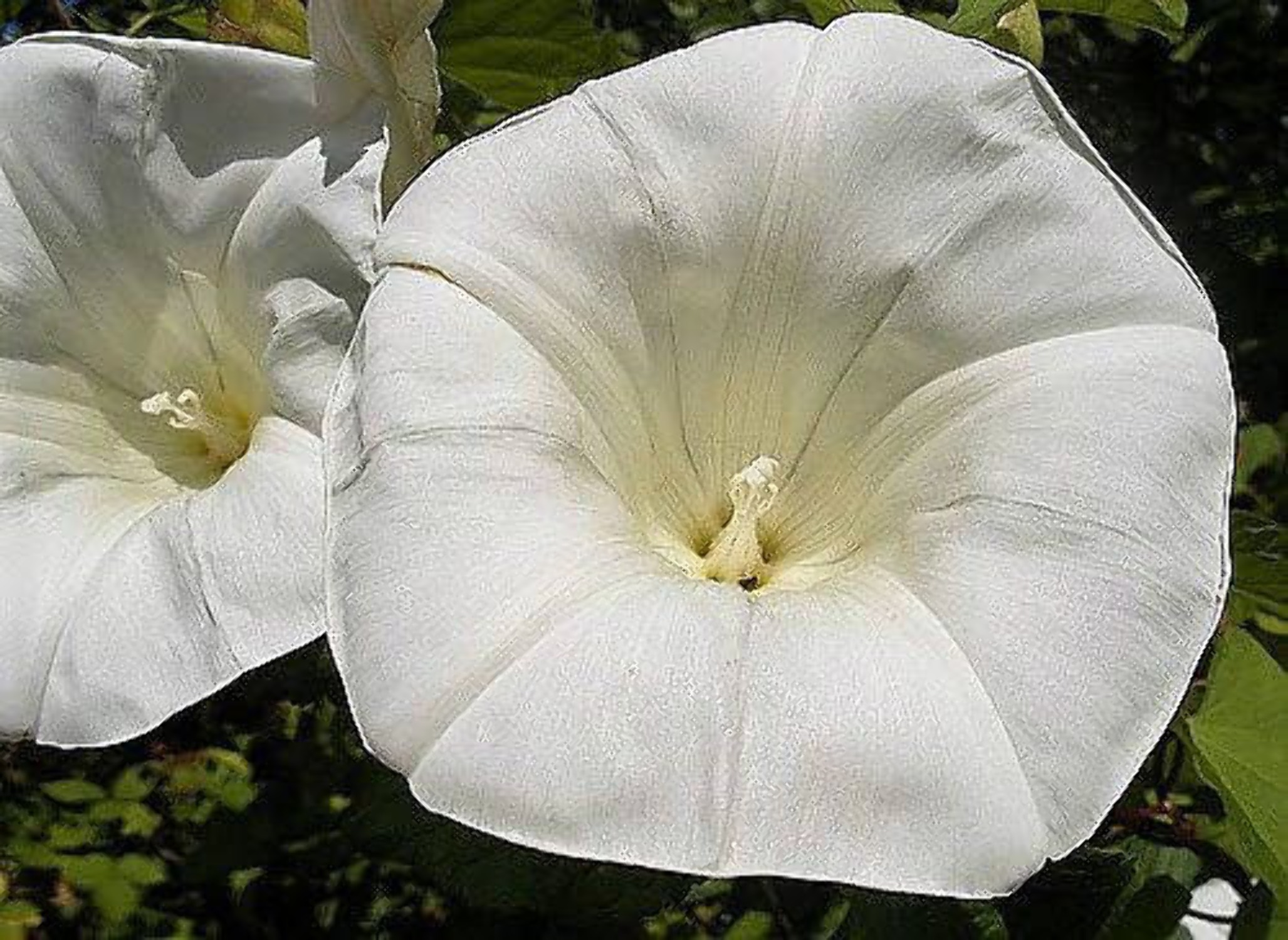 50 MOONFLOWER MORNING GLORY White Moon Flower Ipomoea Alba Flower Vine Seeds - image 2 of 10