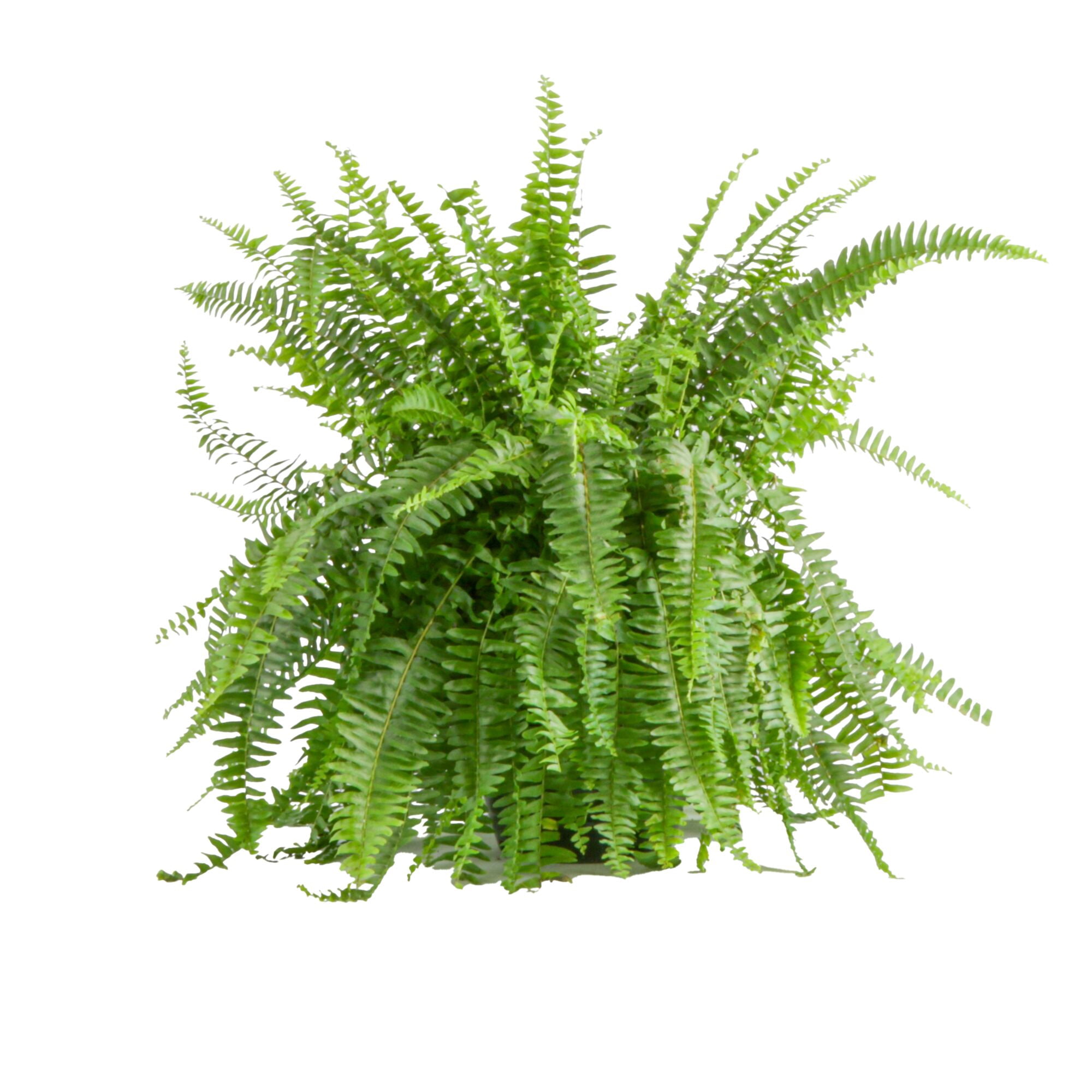 (2 pack) Expert Gardener 22" Tall Boston Fern Live House Plants in 10" Hanging Basket