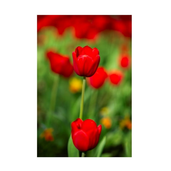 Trademark Fine Art engin akyurt red tulips Canvas Wall Art