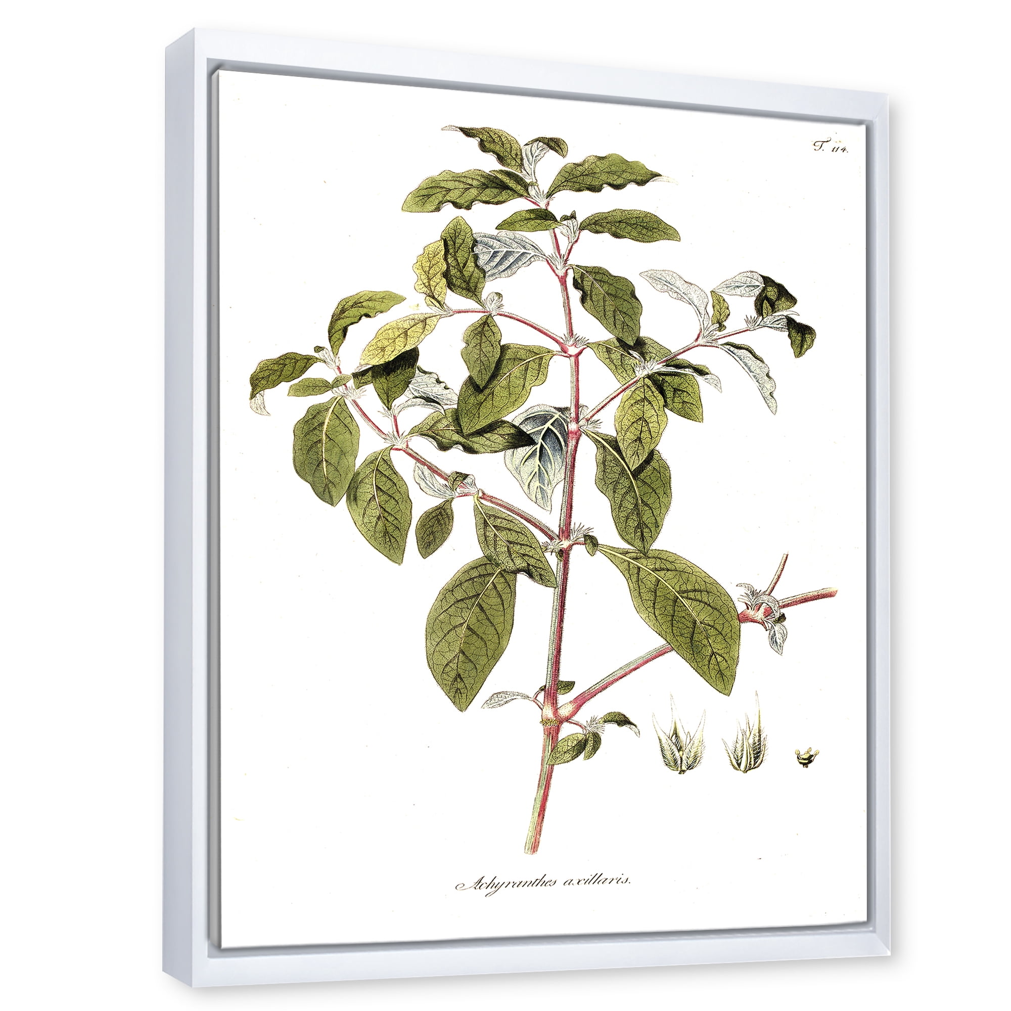 Designart 'Ancient American Flora IV' Traditional Framed Canvas Wall Art Print