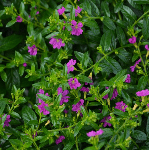 Set 2 Allyson Purple Cuphea Live Plants, Purple Flower Plants 4 to 6 Inc Tall for Indoor Outdoor