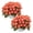 Harmony Orange Star, variant on Live Flowering New Guinea Impatiens - Shades of Purple (3 Plants Per Pack) - Beautiful Flowering Shade Flowers - 12" Tall by 5" Wide in 1 Qt Pot