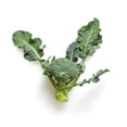 thumbnail image 2 of Rapini Broccoli Rabe Seeds/ Annual/ Full Sun/315 Seeds 1 Gram/ Zellajake Farm and Garden - B117, 2 of 4