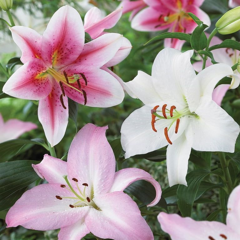 Van Zyverden Lily Oriental Mix, Dormant Bulb, Partial Sun, Multi