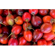 10 *Seeds TAMARILLO / TREE TOMATO Cyphomandra Betacea Solanum Fruit Tree Seeds