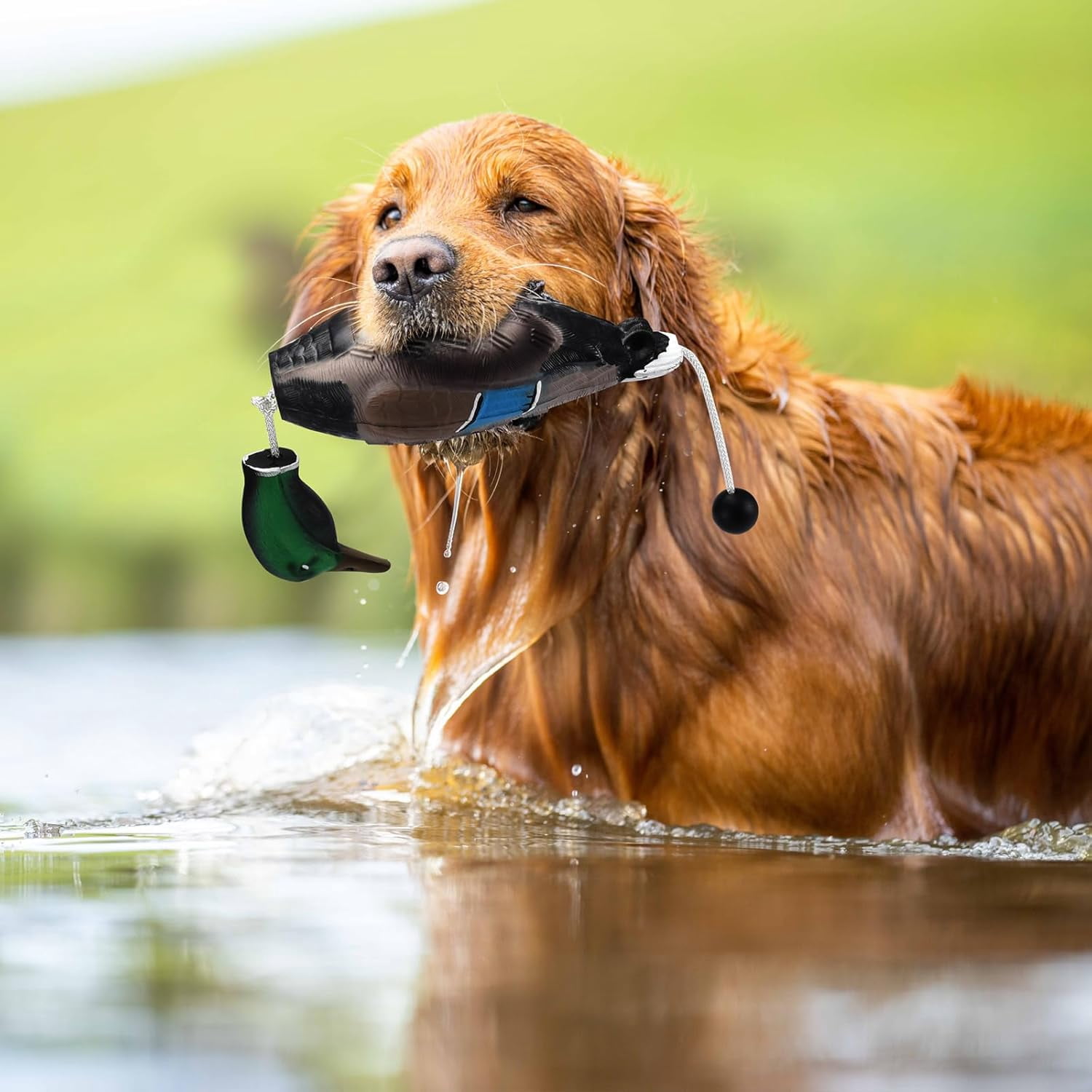 2 PCS Floatable Realistic Duck Dummy for Dog Retriever Training, Hunting Dog Recognition Trainers, Waterfowl Training Dummy, Interactive Foam Pet Toys, Duck Dog Toys