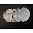 thumbnail image 2 of Set of 4 Large White Baking Scallop (3.5"-4") Restaurant Quality Real Seashells Beach Wedding Coastal Crafts and Decor, 2 of 6