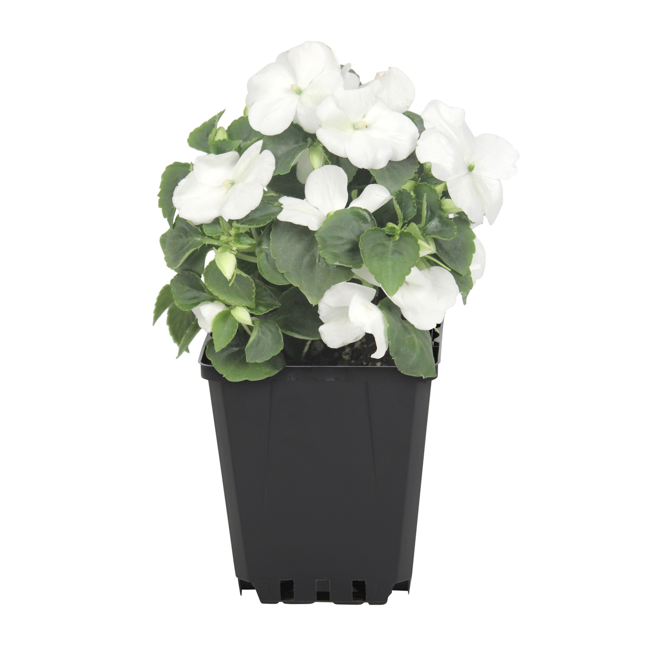 Expert Gardener White Dianthus Live Annual Plant, Full Sun, 1 pt, 6-Pack