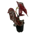 thumbnail image 4 of Crackling Rosie Begonia Plant - 3.7" Pot - Excellent Houseplant, 4 of 4