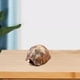 thumbnail image 4 of Mini Llavero de Estatuilla de Concha de Tortuga, Accesorios, Colgante de Llavero de Concha de Tortuga, 4 of 9
