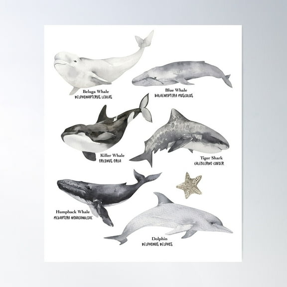 Educational Watercolor See,Shark,Whale,Beluga,Dolphin,Humpback Poster Wall Art, Modern Wall Decor For Living Room Bedroom, 8x12 UNFRAMED