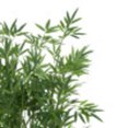 thumbnail image 4 of DecMode 59" Artificial Bamboo Tree in Realistic Leaves and Brown Seagrass Pot, 4 of 9