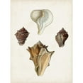 thumbnail image 3 of Sowerby, James 12x14 Black Modern Framed Museum Art Print Titled - Sowerby Shells VI, 3 of 5