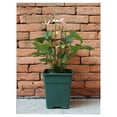 thumbnail image 3 of Square Nursery Pot 1.5 Gallon Plastic Planters for Outdoor Indoor Plants 10-Pack with Drainage Holes Green, 3 of 4