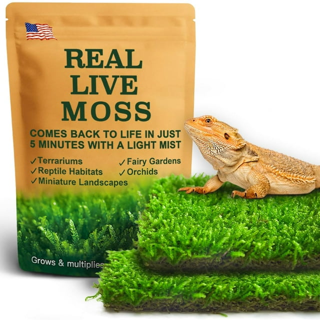 Terrarium Moss LUCKY PLANT Live Moss para reptiles, 50 cm²