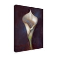 thumbnail image 2 of Trademark Fine Art Floral Canvas Art ' Calla Lily White ' by Hall Groat Ii, 2 of 3
