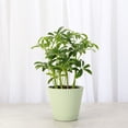 thumbnail image 2 of Live Schefflera Arboricola Plant - Umbrella Tree - 4" Decorative Pot Cover - Thorsen's Greenhouse, 2 of 5
