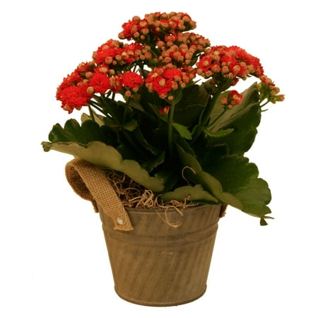 Pail Handle - Wald Import Iron Pail with Burlap Handles