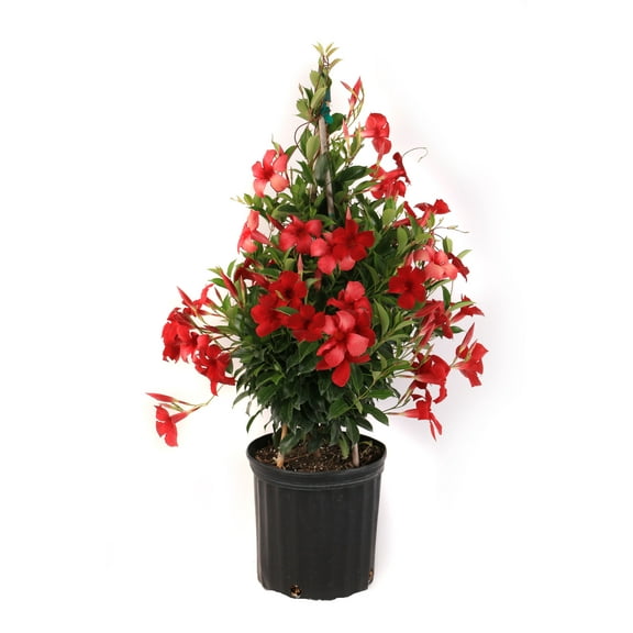 Island Blooms Live Indoor Mandevilla Plant in 10 inch Grower’s Pot – 20In Tall - Full Sun