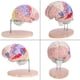 thumbnail image 2 of 1:2 Modelo anatómico médico del cerebro humano Nervio de la corteza cerebral 4 partes, 2 of 13