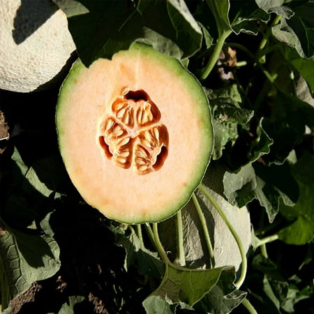 Cantaloupe Melon Garden Seeds - Athena Hybrid - 100 Seeds - Non-GMO, Vegetable Gardening Seeds -